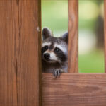 Wildlife Control in Palm Beach