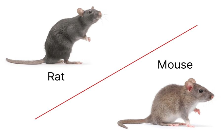 Rats vs. Mice: What Their Differences Mean for Your Home