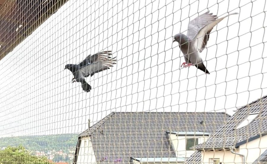 Pigeon Net for Balcony: Stop Pigeons Without Harm