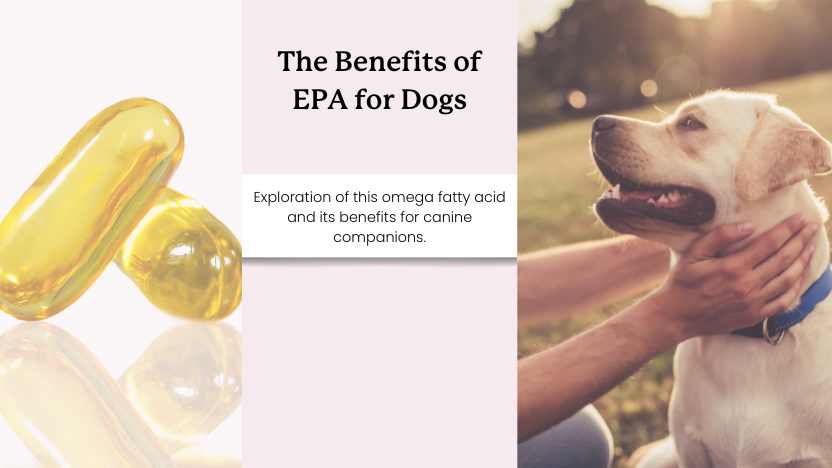 The benefits of EPA for dogs fd3cb533 3a56 4cee b1fc af4ed00fe6f7