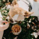 Essential Practices for Keeping Your Pet Healthy and Happy