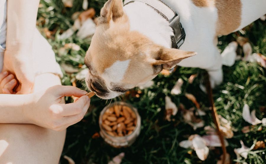 Essential Practices for Keeping Your Pet Healthy and Happy