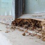 The Ultimate Guide to Termite Inspection, Prevention, Structural Protection, and Responsible Treatment