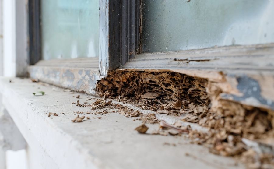 The Ultimate Guide to Termite Inspection, Prevention, Structural Protection, and Responsible Treatment